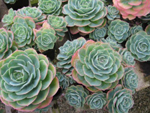 Bomboniera per matrimonio con Echeveria