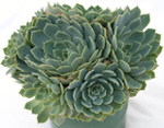 Bomboniere per matrimonio con Echeveria