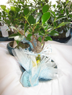 Bomboniere Bonsai per matrimonio