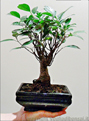 Bomboniera Bonsai di Ficus Retusa