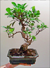 Bomboniera Bonsai di Ficus Retusa