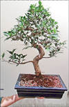 Bomboniera Bonsai di Ficus Retusa