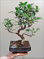 Bomboniera Bonsai di Ficus Retusa