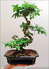 Bomboniera Bonsai di Ligustro