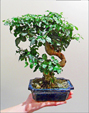 Bomboniera Bonsai di Ligustro