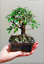 Bomboniera Bonsai di Olmo Giapponese