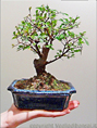 Bomboniera Bonsai di Olmo