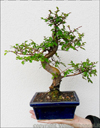 Bomboniera Bonsai di Olmo Giapponese