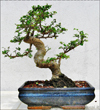 Bomboniera Bonsai di Olmo