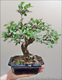 Bomboniera Bonsai di Olmo giapponese