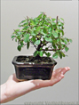 Bomboniera Bonsai di Sagerethia