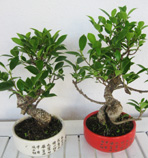 Bomboniere Bonsai con vasi decorati, a richiesta