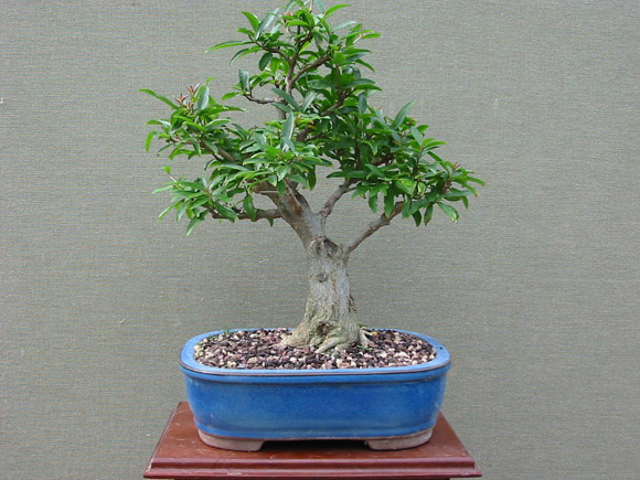 Bonsai di Melograno Contorto