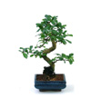 Bomboniera Bonsai di Carmona